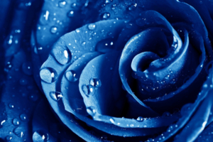 Wet Drops Blue Rose6731419452 300x200 - Wet Drops Blue Rose - Rose, Macro, Drops, blue